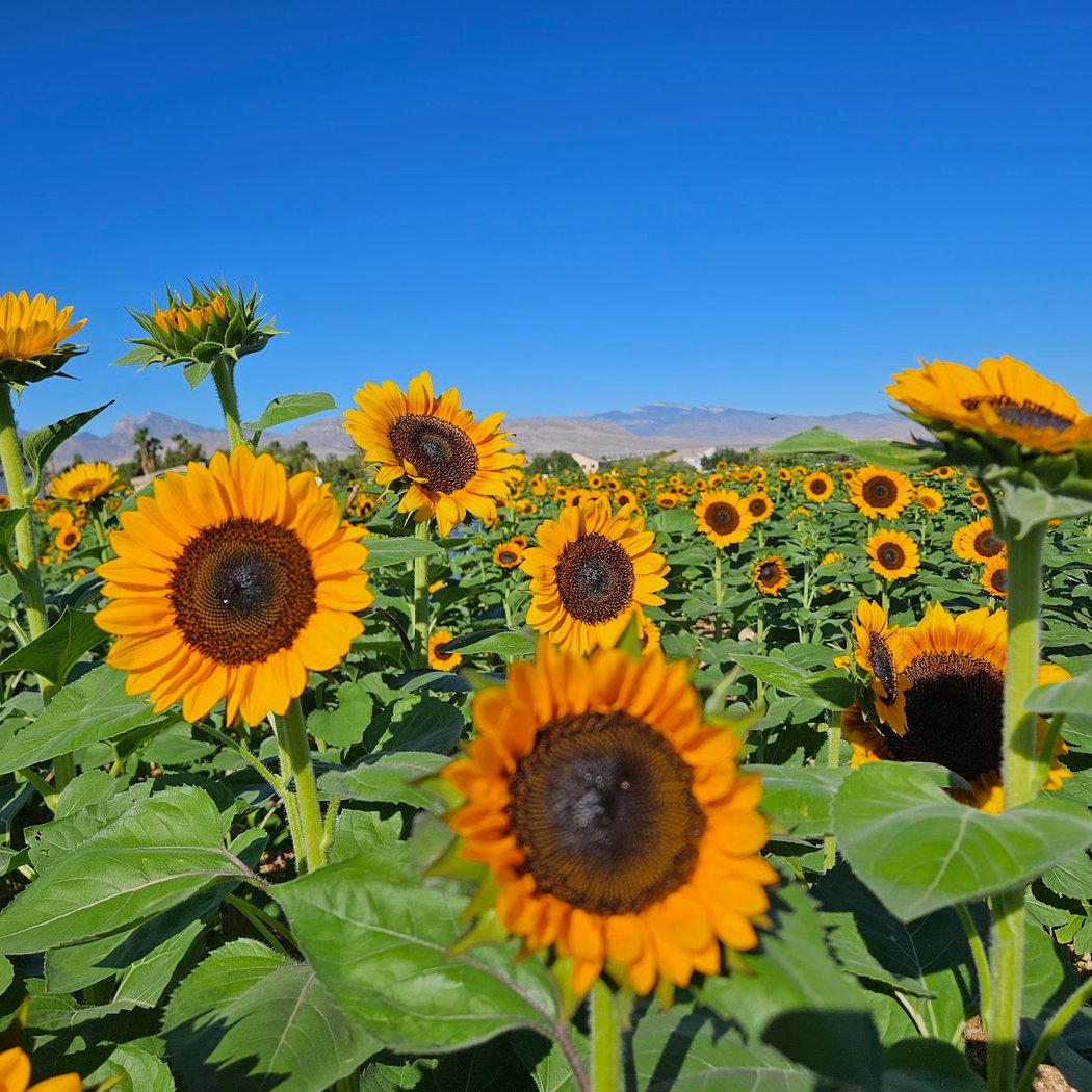 Sunflower Days 3