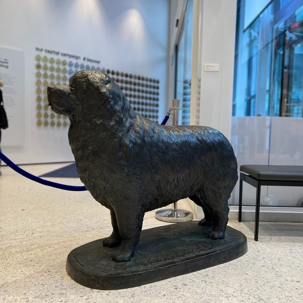 AKC Museum of the Dog 2