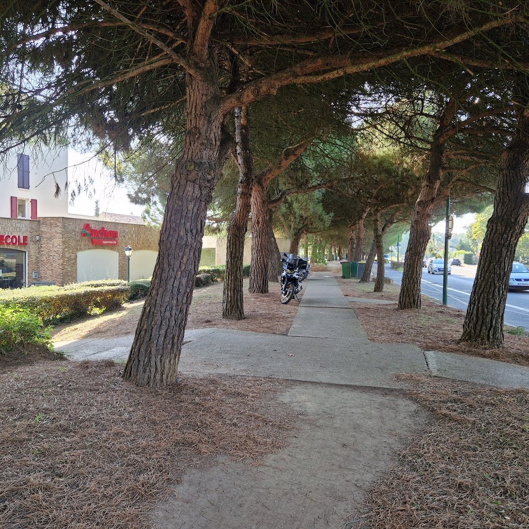 Balade des pins 2