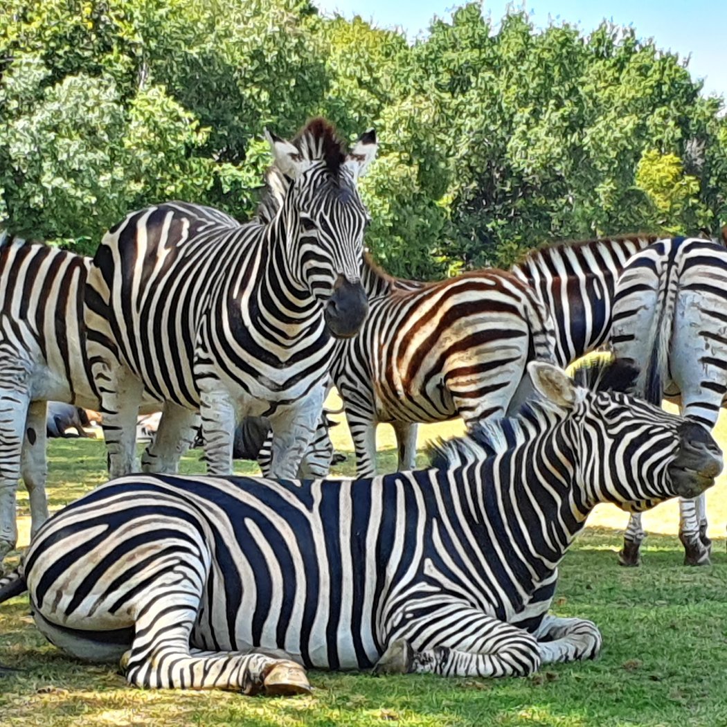 Planète Sauvage Safari and Illuminated Night Experience 4