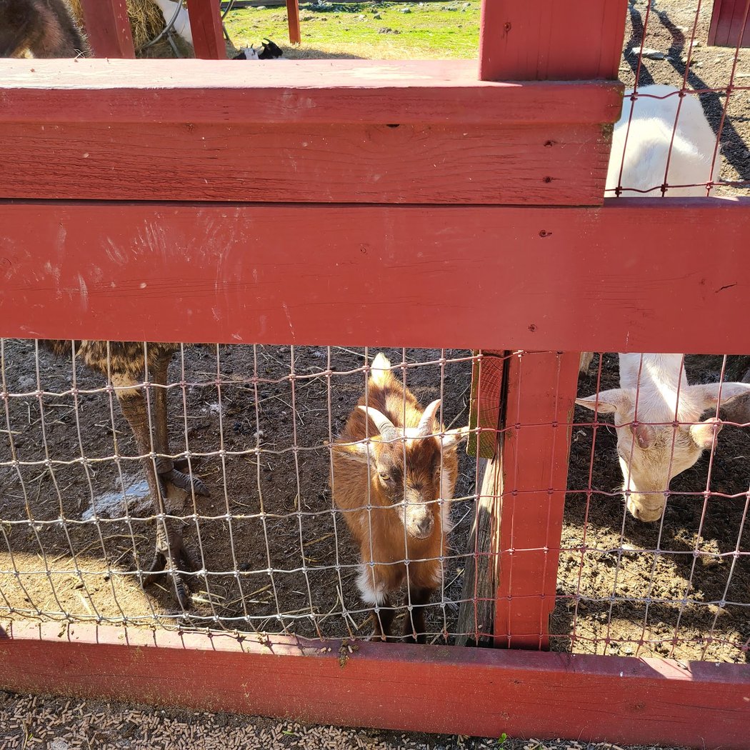 Silverman's Farm 4