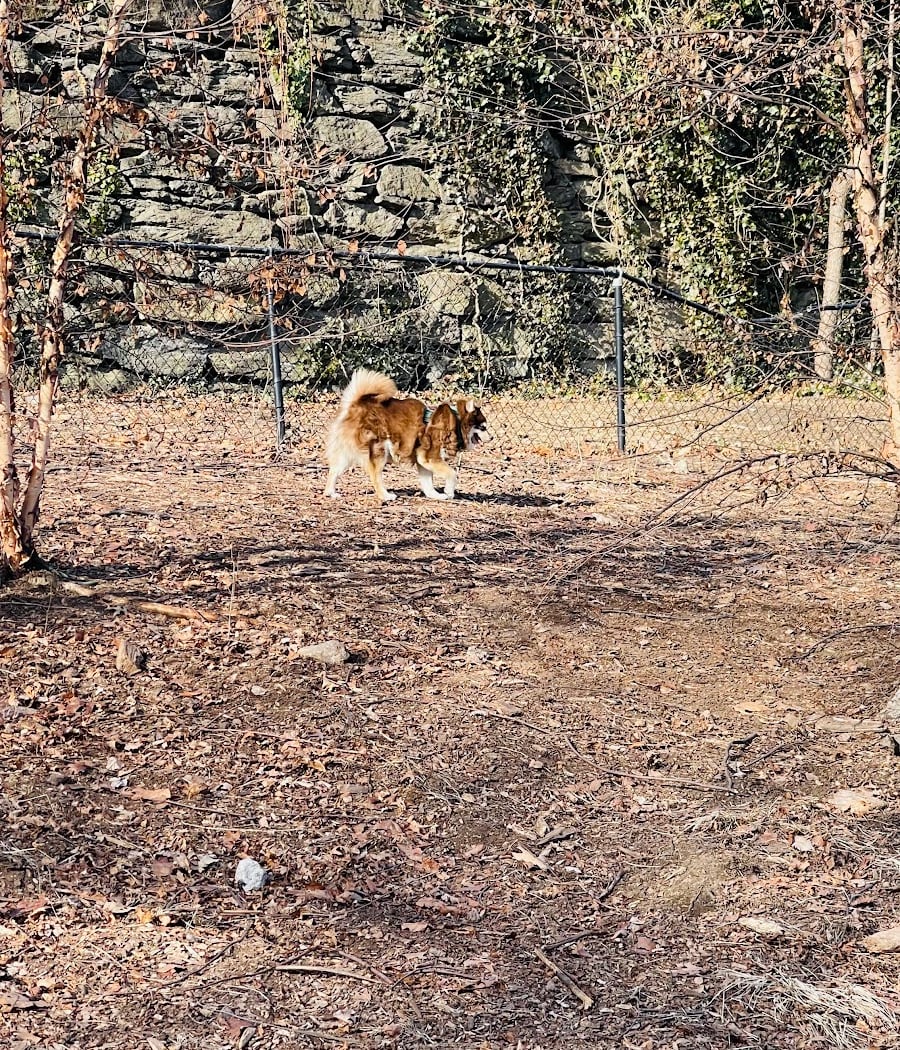 Sir William's Dog Run 2