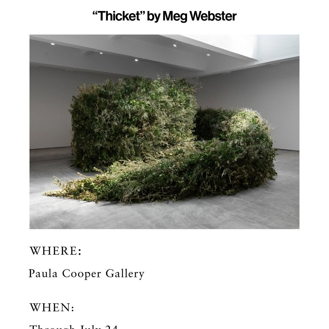 Thicket 1