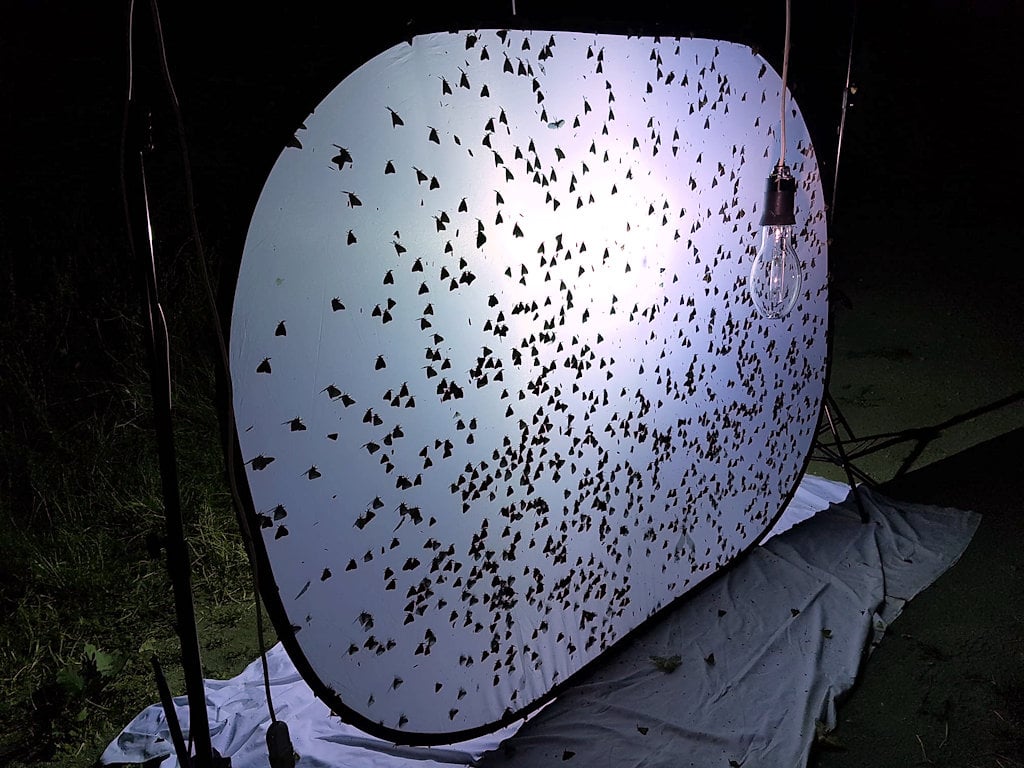 Moth Mania 1