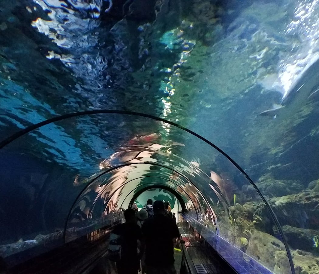 Shark Experience 1