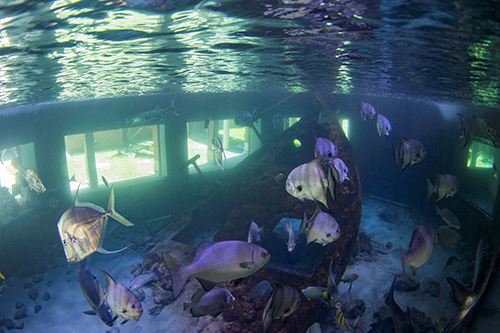 Gumbo Limbo After Hours Tour 3