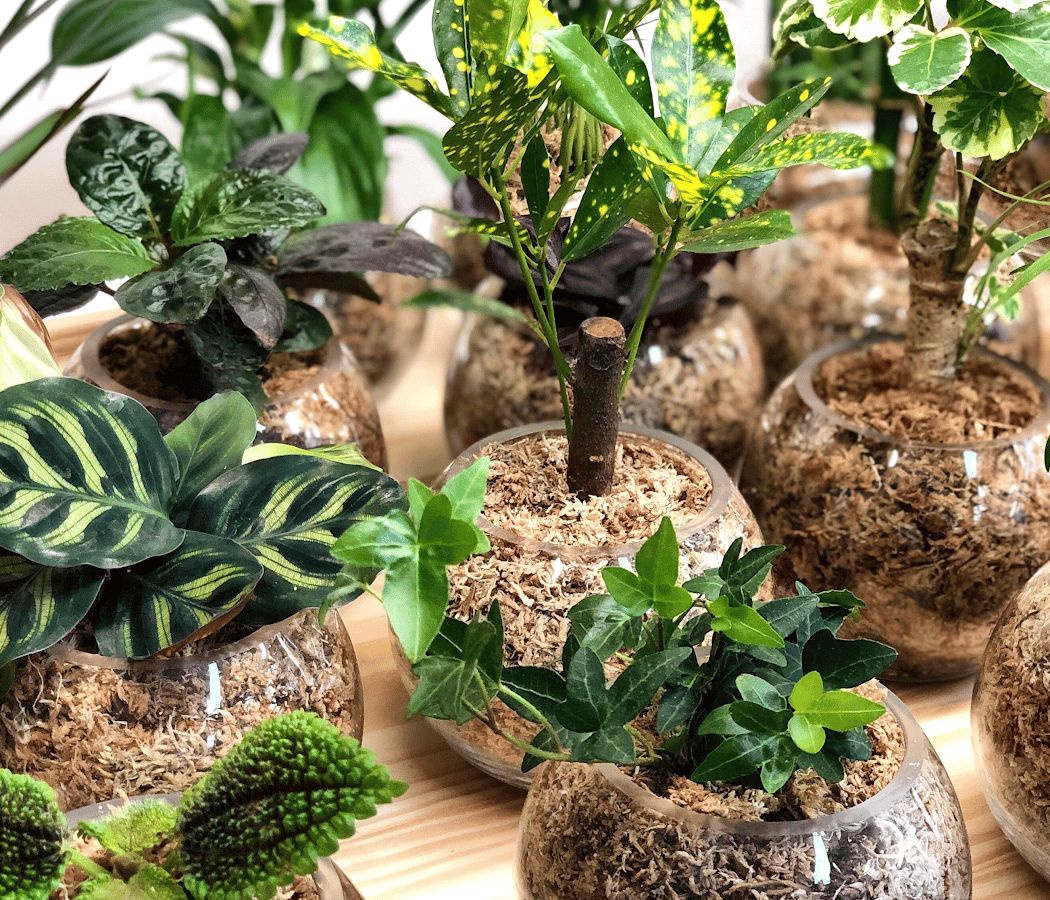 atelier création de terrarium 3