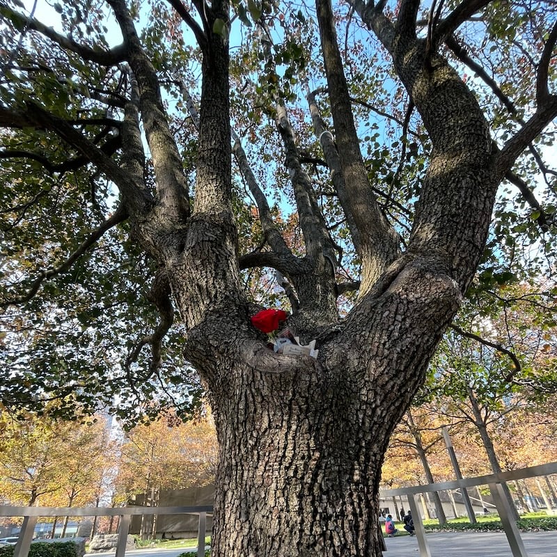Survivor Tree 2