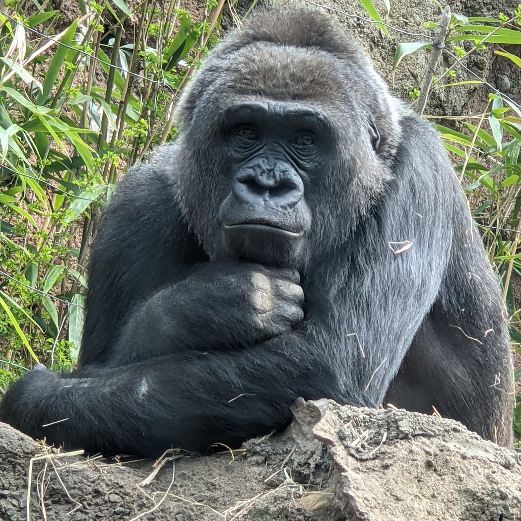 Free Wednesday at The Bronx Zoo