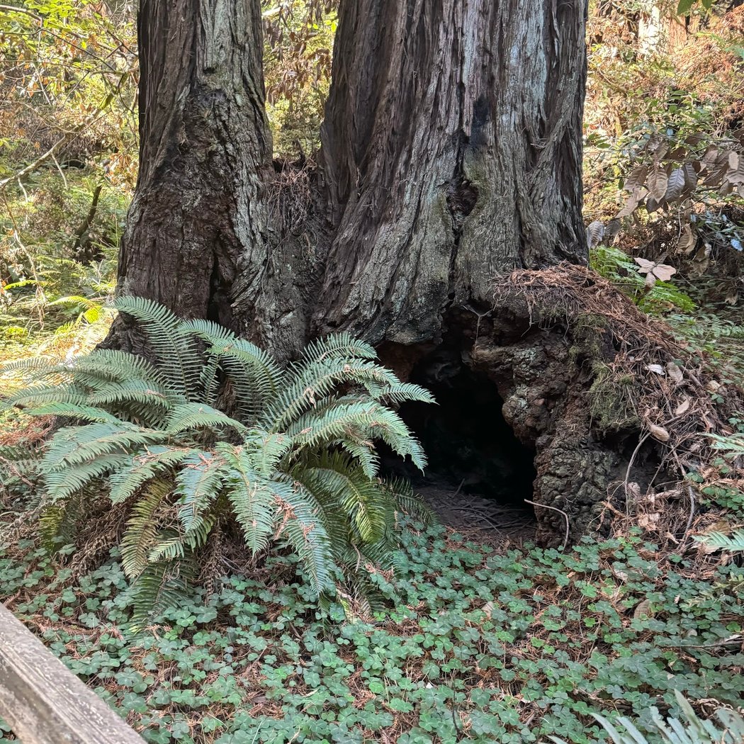 Muir Woods Tours & Adventures 3