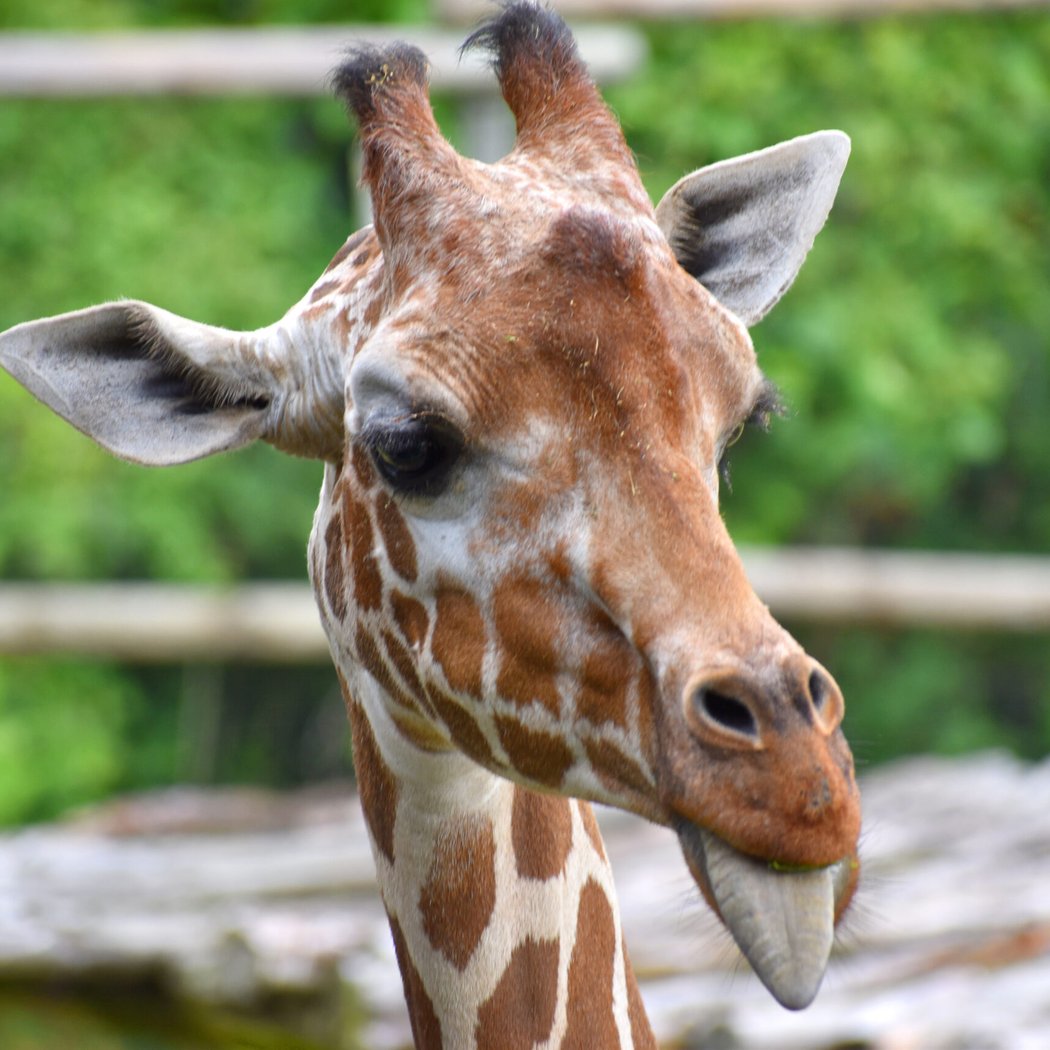 Peoria Zoo 1