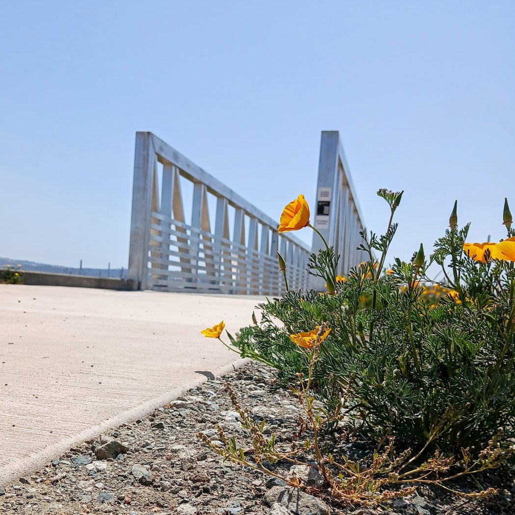 Pacheco Marsh 1