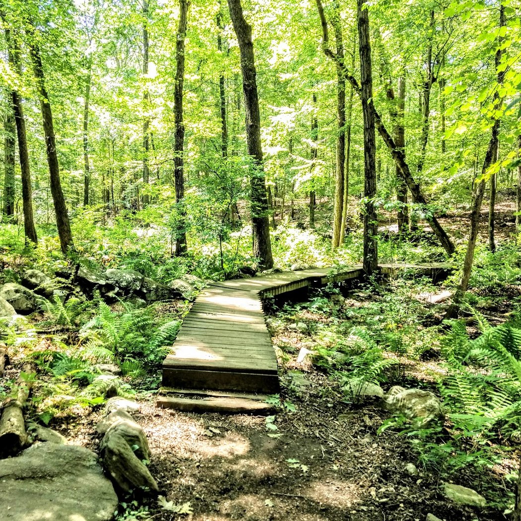 Turkey Mountain Nature Preserve 3