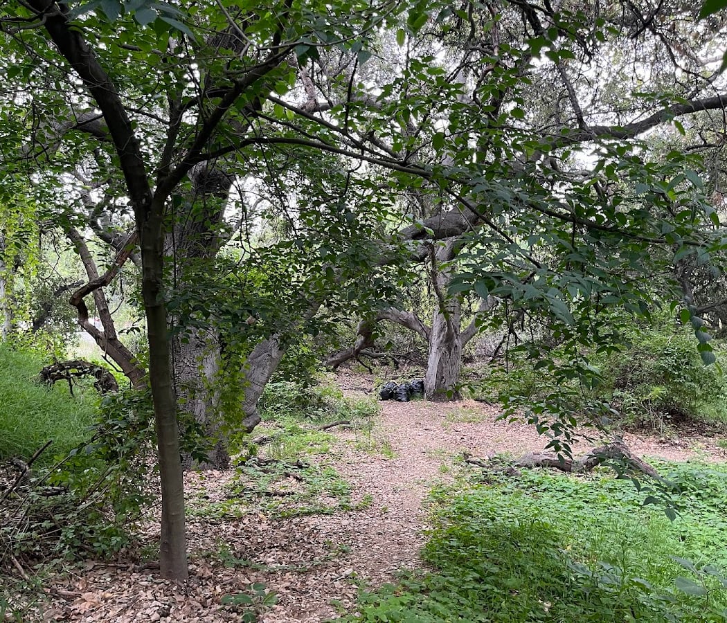 Cottonwood Canyon Habitat Restoration 1