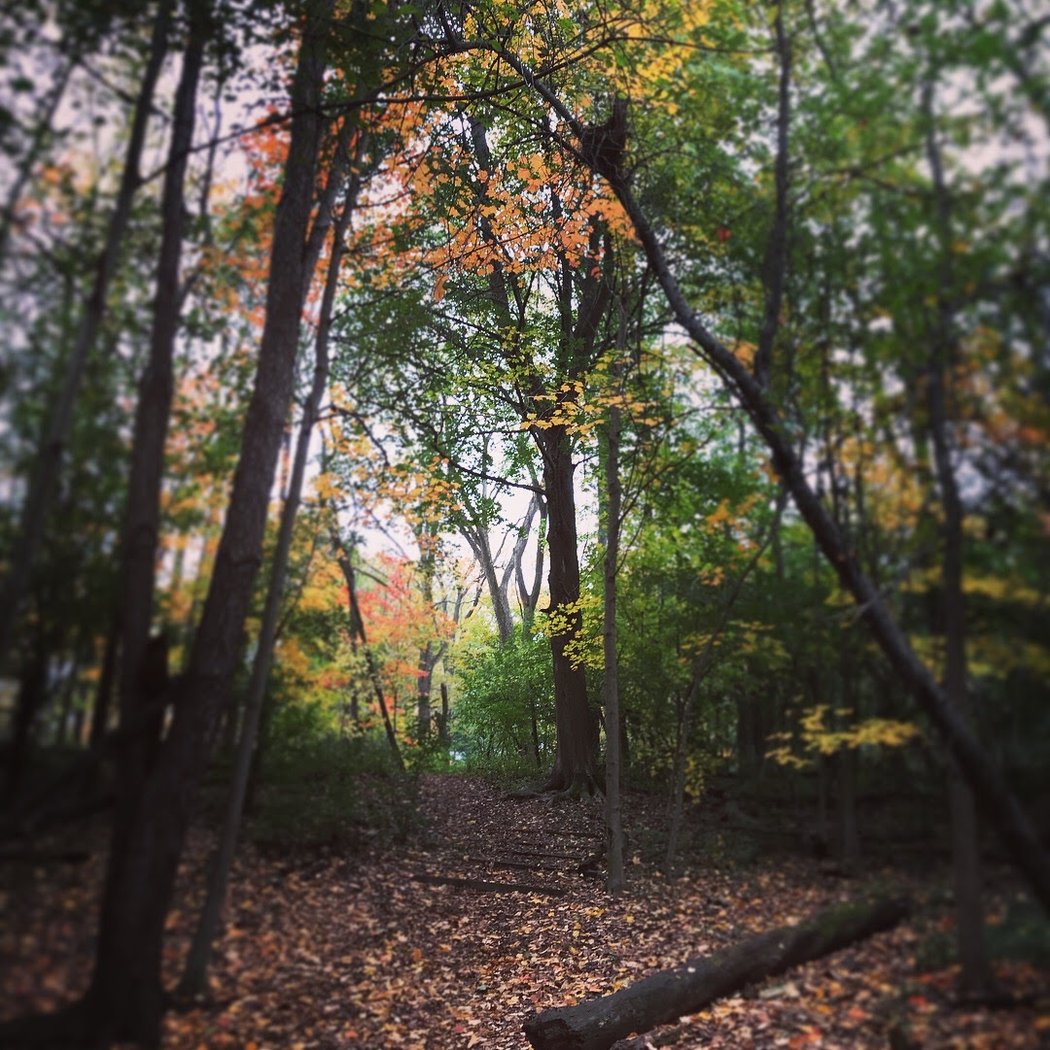 Miller Nature Area 1