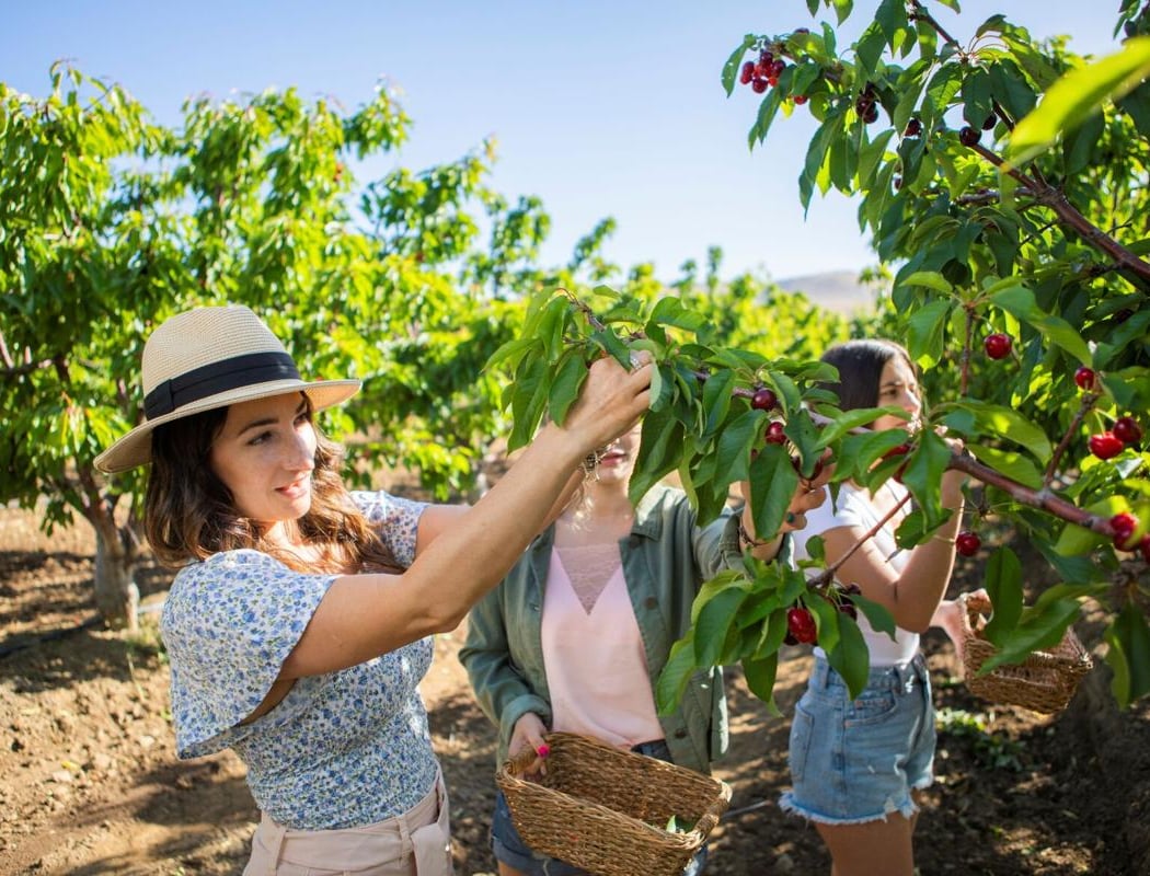 U Pick Orchards (Ranch 1) 1