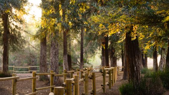 Carbon Canyon Regional Park 1