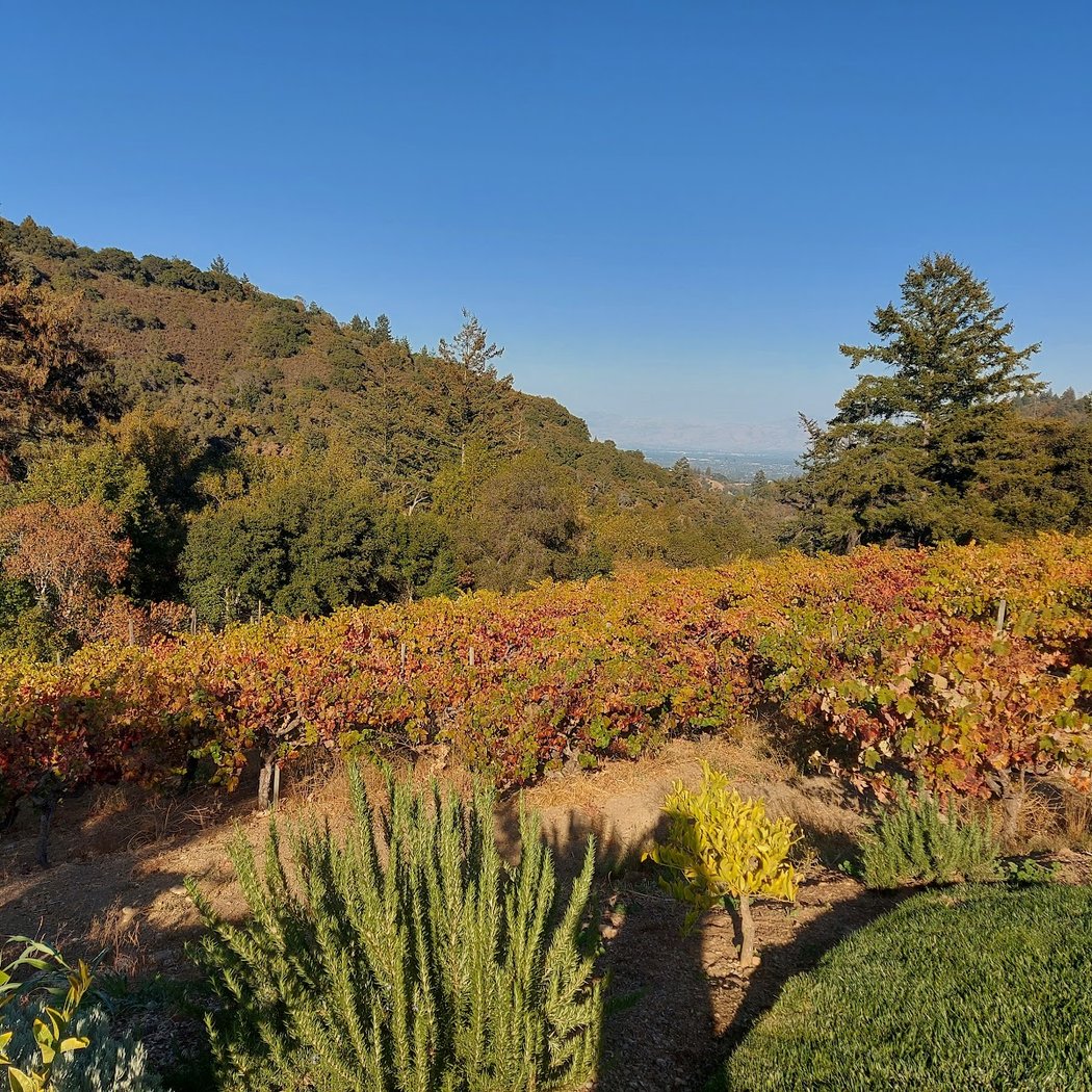 Savannah-Chanelle Vineyards 4
