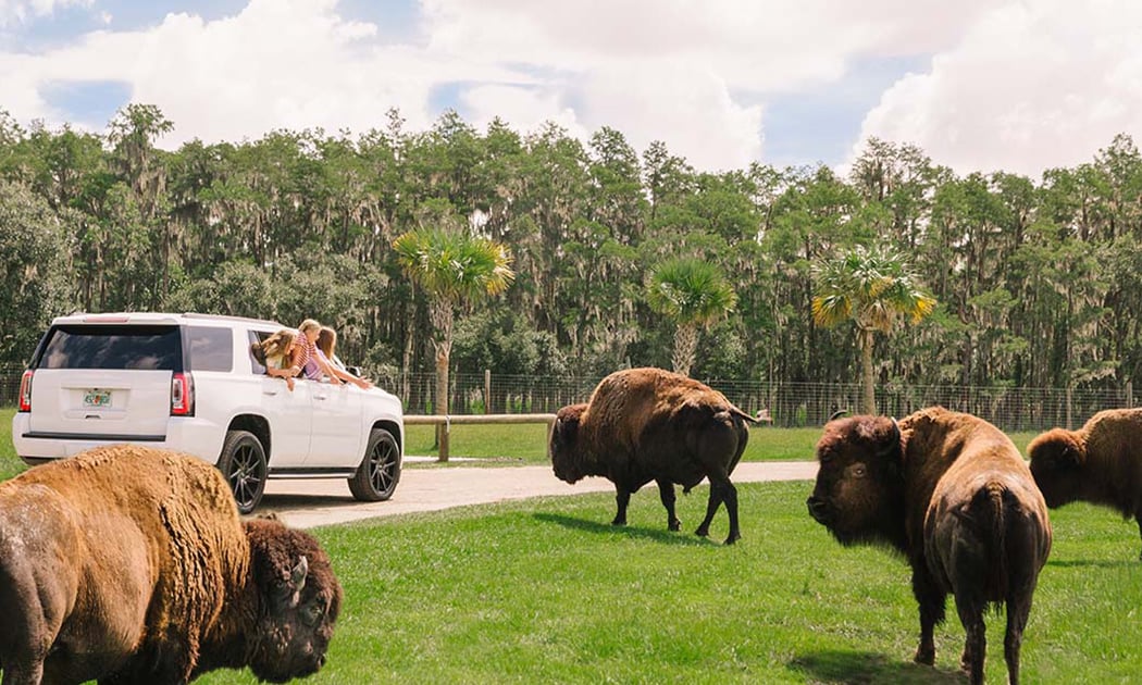 Wild Florida Adventure Park 1