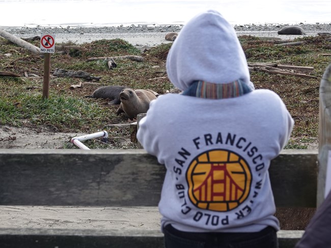 Exploring Elephant Seals 2