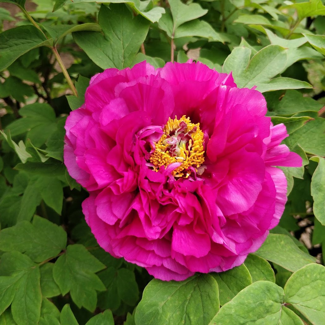 Perennial Garden 1