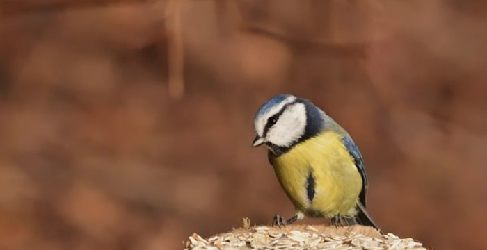 Balade ornithologique 1
