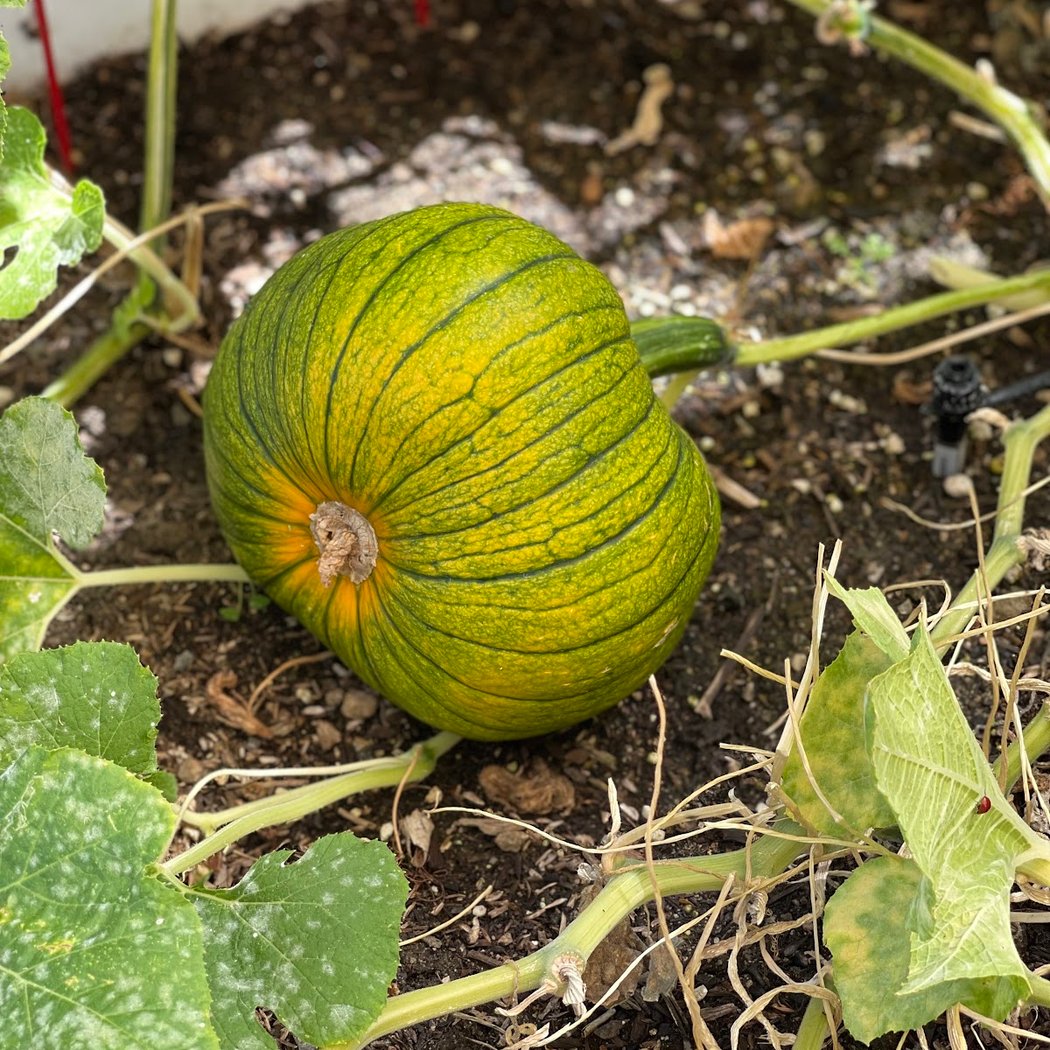 SOW Collective Backyard Farm 3