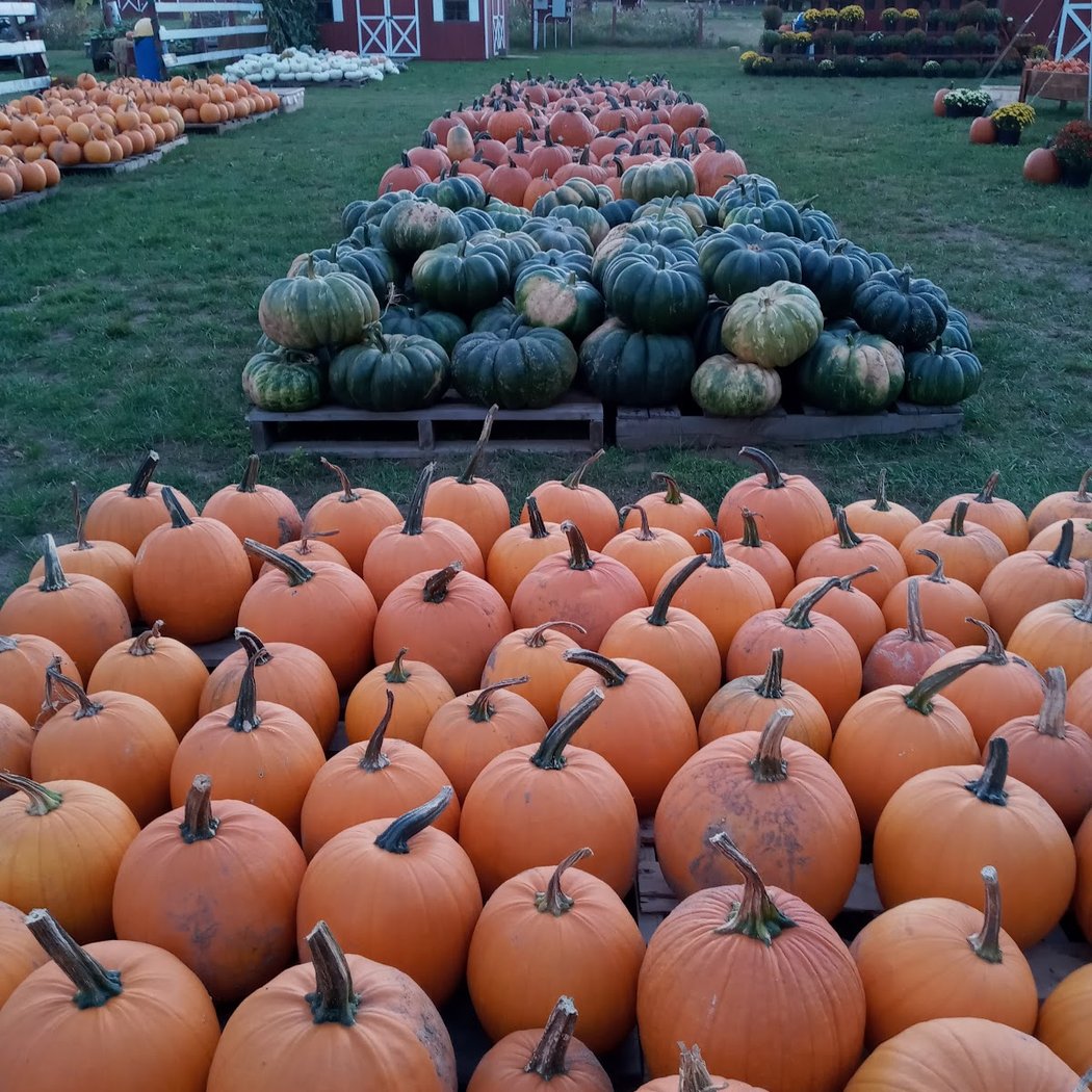 Fall Festival 1