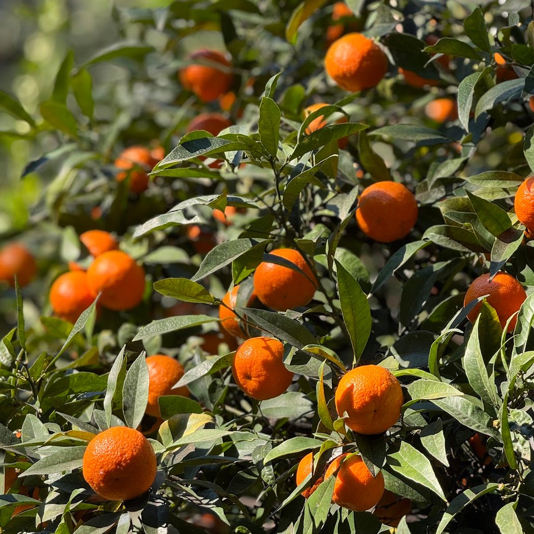 La Citronneraie 3