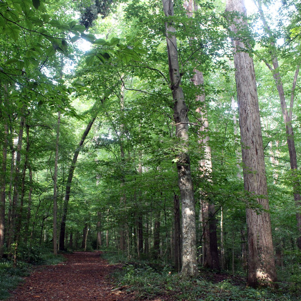 Frazer Forest Volunteer Workday 2