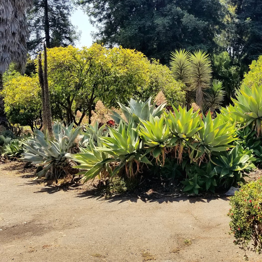 Succulent Garden 4