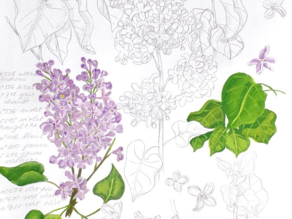Workshop Ilustração Botânica 2