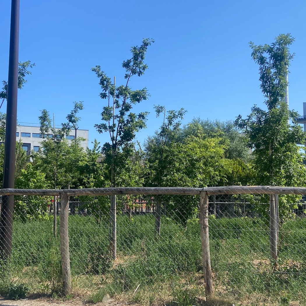 Pelouse Gambetta 2