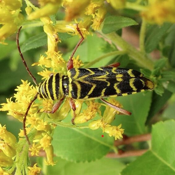 NEC Drop-in: Peculiar Pollinators 1
