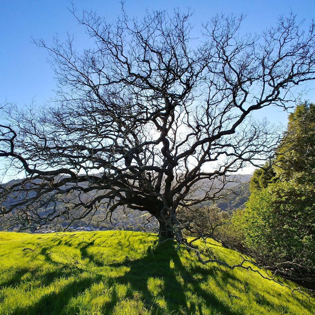 Lucas Valley Homeowners Association 1