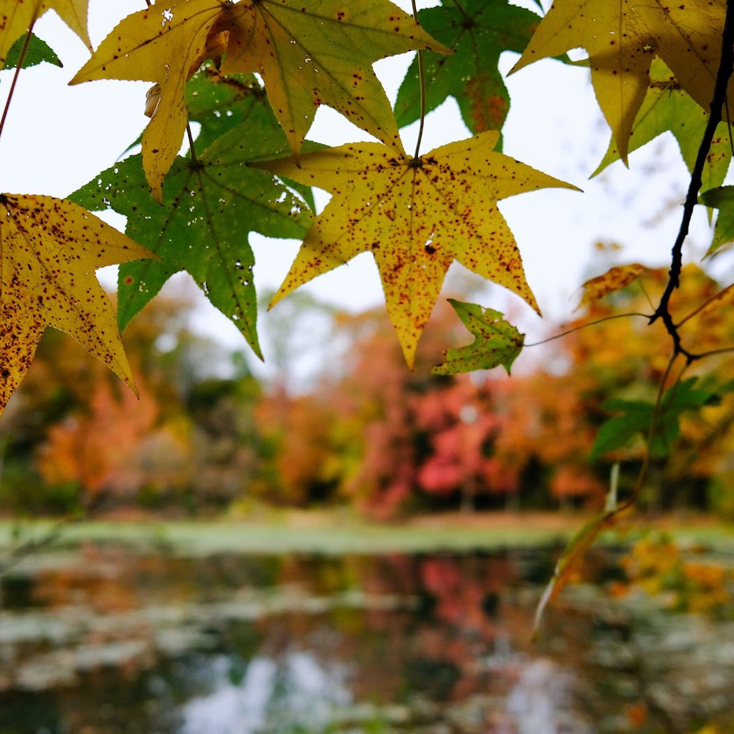 Oakland Lake 2