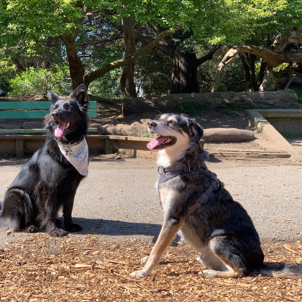 Mountain Lake Park Dog Play Area 2