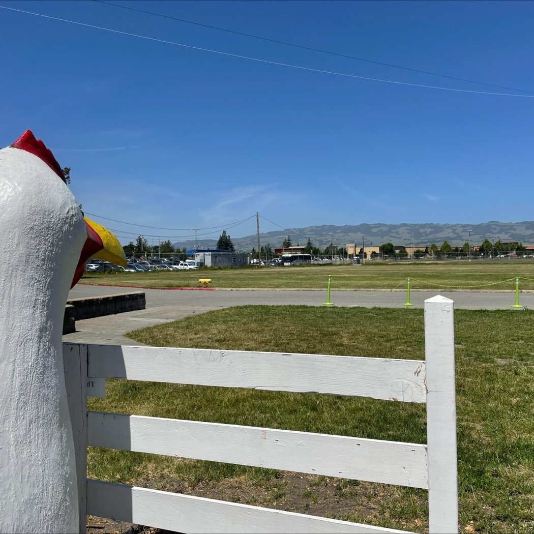 Great Petaluma Egg Hunt 2