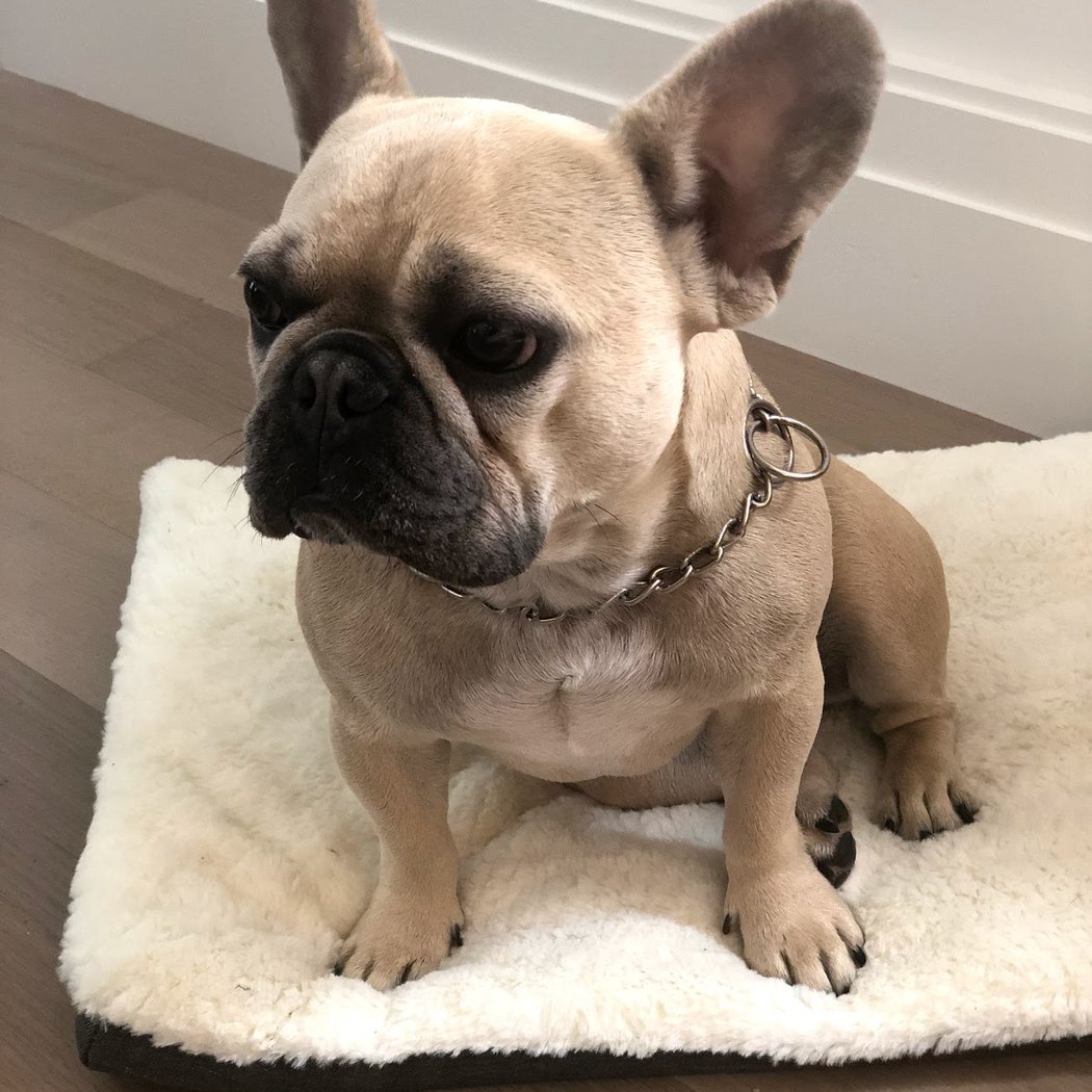 POOCHi 2