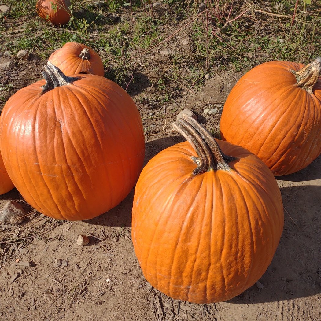 Fall Fun on the Farm 1