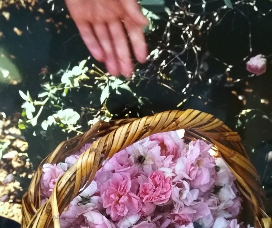 Le printemps au pays des roses 1