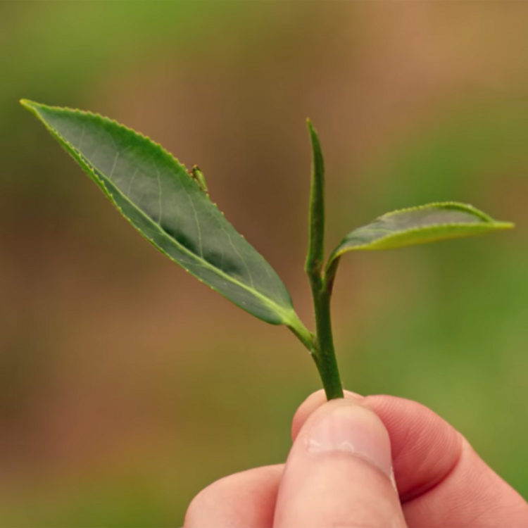 Taiwan Tea Core Courses Saturday 3