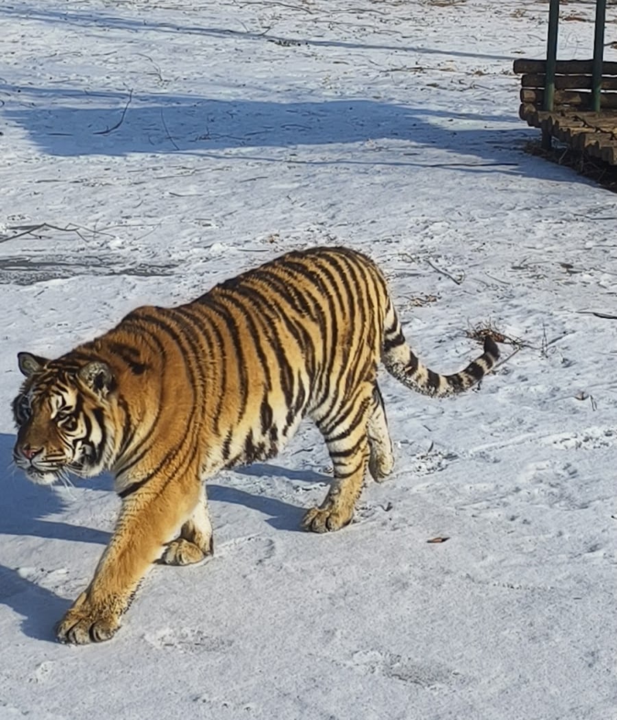 Siberia Tiger Park 2