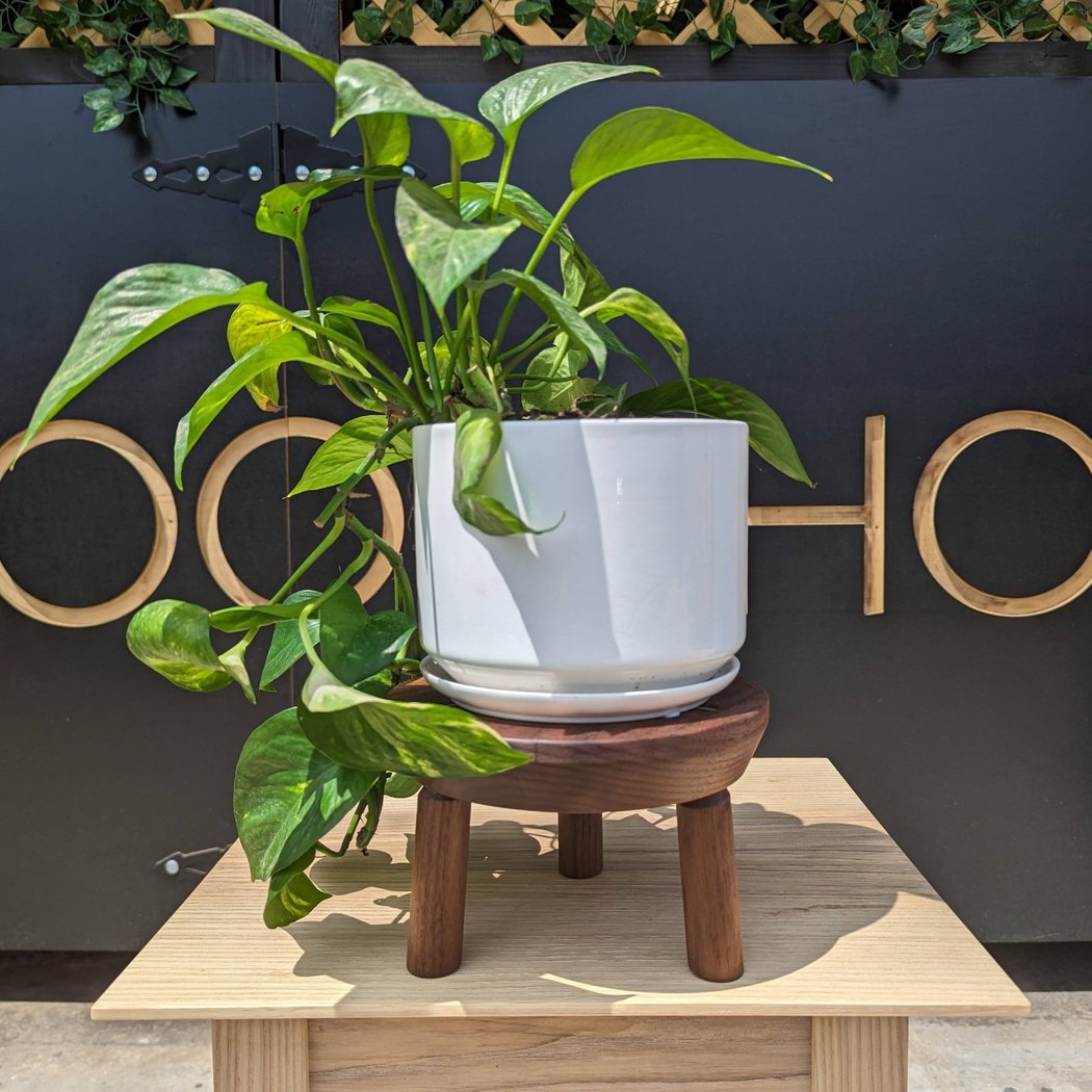 Plant Stand Class 1