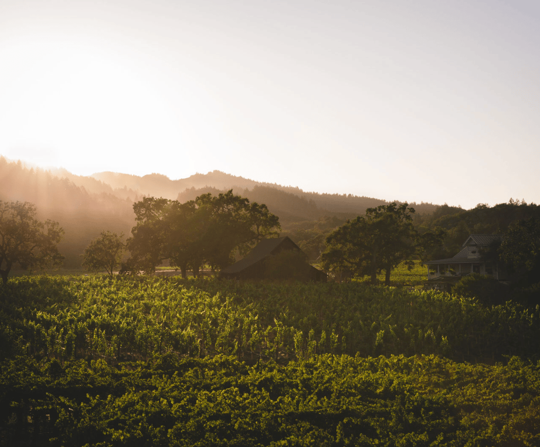 Battuello Vineyards 2