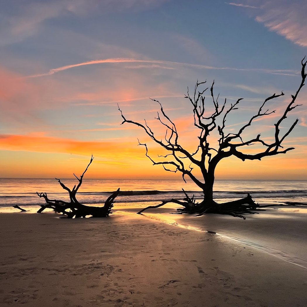 Driftwood Beach 1