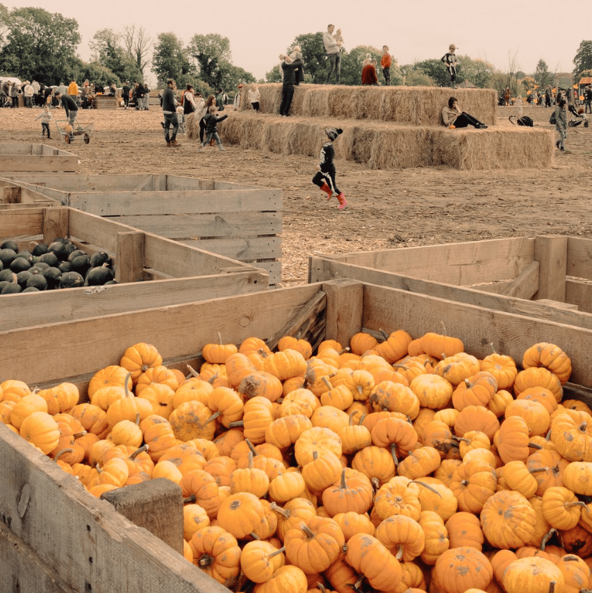 Rogate Pumpkin Patch 3