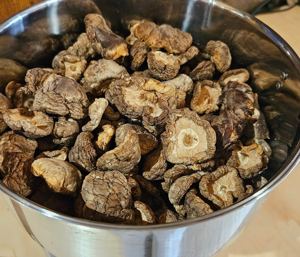 Les Champignons de Gaudeix 2