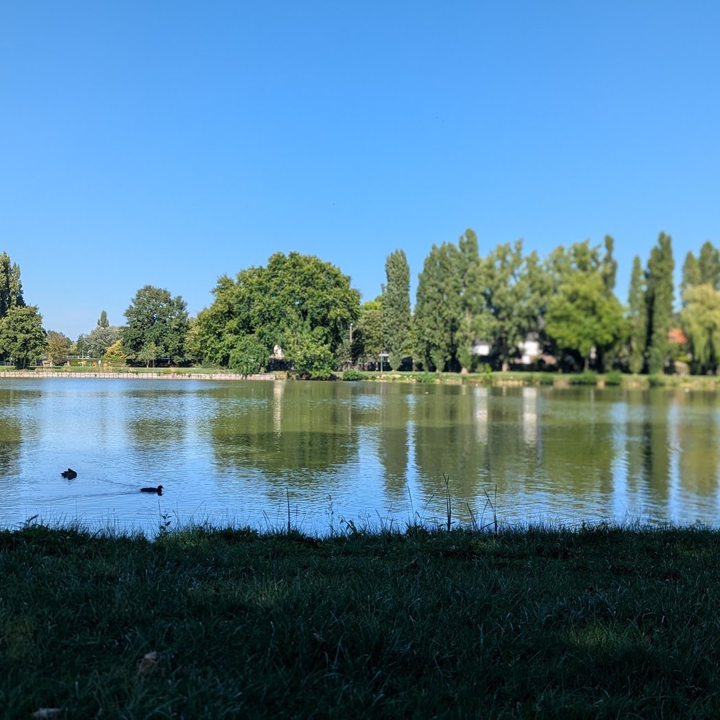 Comptage collectif des oiseaux d'eau 2
