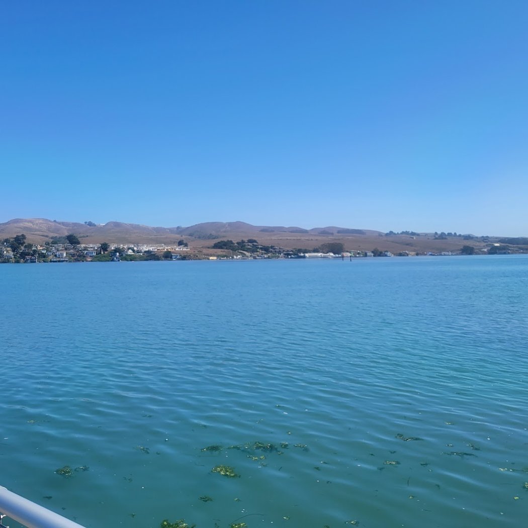 Bodega Harbor 3